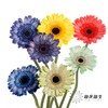 非洲菊 | 五彩斑斓【人工吸染，有色差，慎重下单】 商品缩略图0