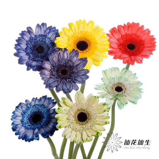 非洲菊 | 五彩斑斓【人工吸染，有色差，慎重下单】 商品图0