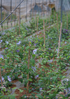 【基地探访】-铁线莲基地探访