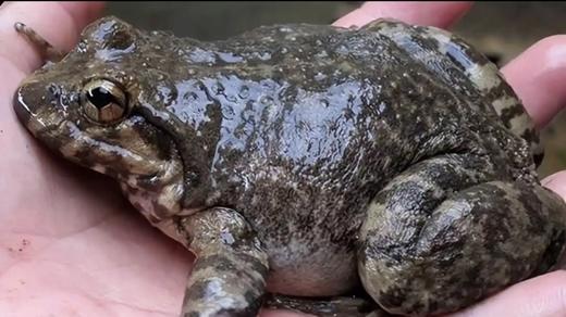 【预售/产地直发】生态石蛙500g（4~5只/1斤）产地直发，浙江沪包邮，为保持新鲜收到请当天食用哦 商品图1