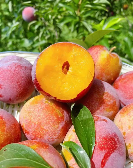 【大红袍西梅李】美国引进西梅李品种外表酷似西梅 果肉像果冻一样 肉质Q弹细腻，汁多香浓 不属脆李，也不属软李 西梅和李子的混合口感 和酸占不上边，皮都很香甜 肉多，核小，可食率百分之96以上 商品图1