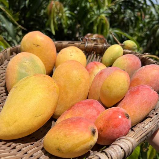 【同行精选】云南懒芒果干 只有芒果的芒果干 口感软糯果香浓郁 自然果甜不腻 健康优选小零食 商品图9