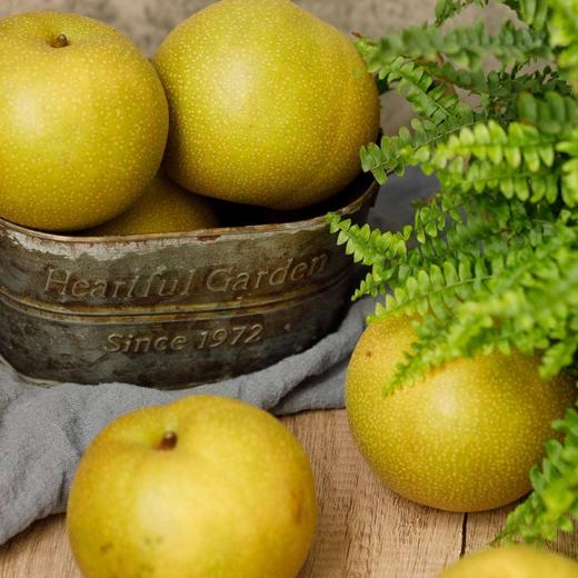 【秒杀】青黄蜜梨3斤装（3-6个  净重2.8-3斤） 商品图4