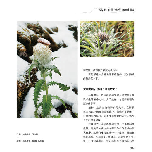 《喜马拉雅的种子》 商品图13