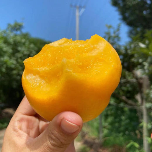 【顺丰发货】现摘现发 | 芒果黄桃/山西黄金油桃 家庭装/礼盒装  4.5斤/8.5斤 商品图3