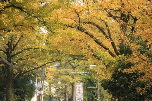 秋天去哪玩？推荐42个赏秋地 商品图0