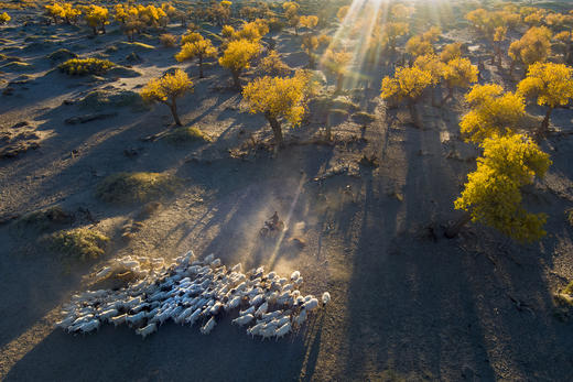 10.8确定出发【甘肃内蒙】黄河石林•龟城牧归•巴丹吉林沙漠粉红湖•额济纳胡杨林8天 商品图13