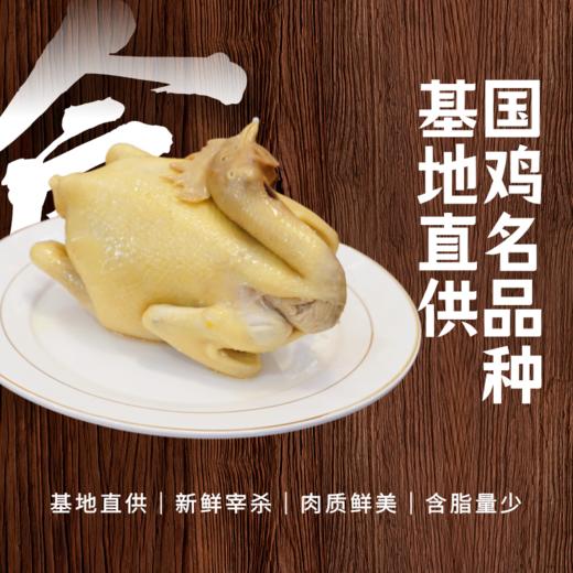 （省内顺丰快递）鸟得喜  金福鸡 商品图0