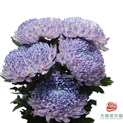 市场牡丹菊-丁香紫 商品图0