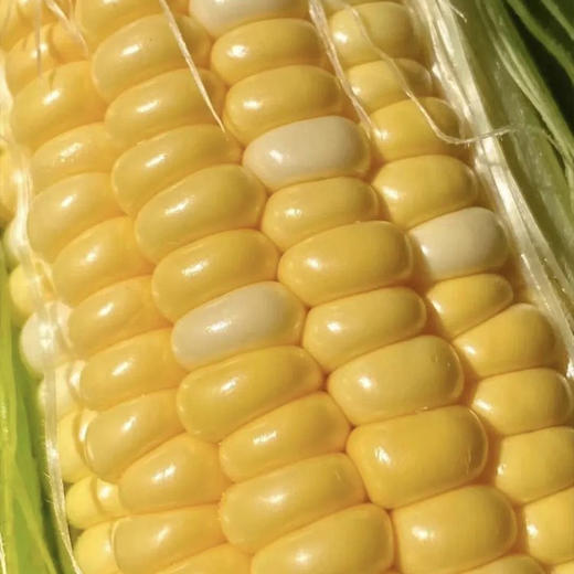 【云南好物】甜脆水果玉米  3斤/5斤 商品图6