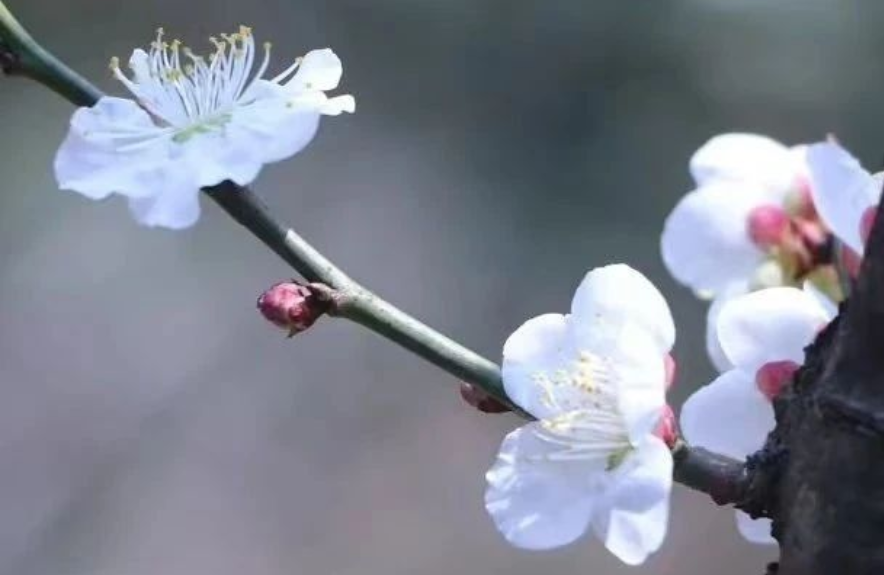 赏梅季 | 江浙沪30+赏梅地推荐