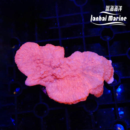 人工红瓦片 商品图2