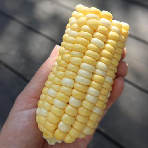 【云南好物】甜脆水果玉米  3斤/5斤 商品图4