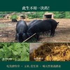 360天 山林散养草饲无抗黑猪肉 肉质紧实弹性有嚼劲 0抗生素0添加剂0药残0激素 0转基因0瘦肉精 商品缩略图4