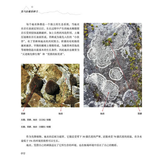 《喜马拉雅的种子》 商品图8