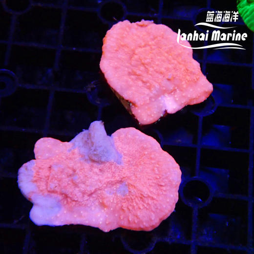 人工红瓦片 商品图3