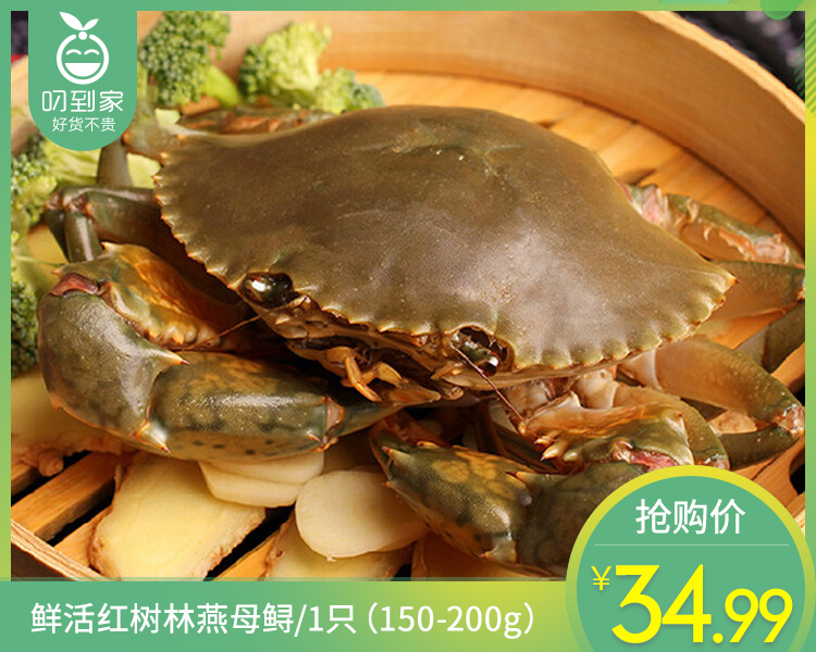 【叼鲜】鲜活红树林燕母鲟/1只（150-200g）