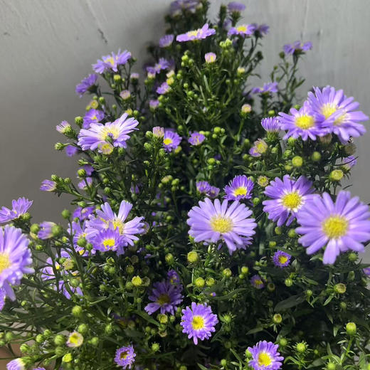 紫苑.紫色 商品图2