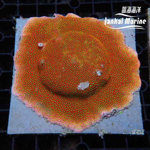 人工恶魔糖 商品图2