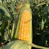 【云南好物】甜脆水果玉米  3斤/5斤 商品缩略图7