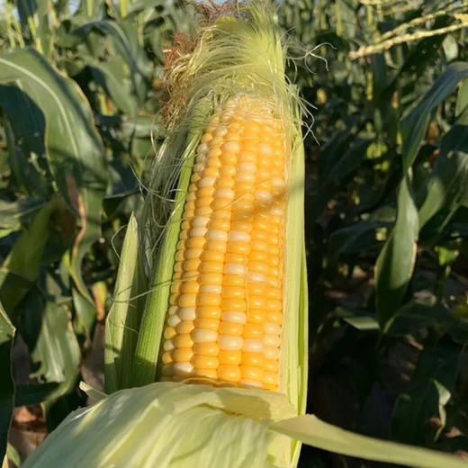 【云南好物】甜脆水果玉米  3斤/5斤 商品图7