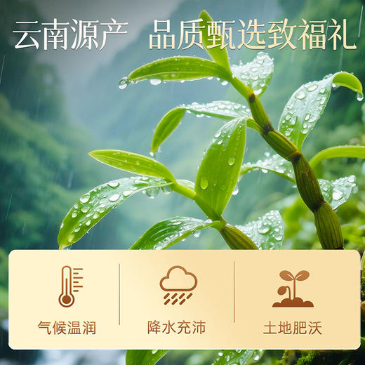 雷允上云南铁皮石斛100g/盒 商品图7