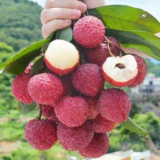 【玲珑胭脂小核荔枝】顺丰/京东冷链 荔枝中的极品王者，现摘现发，两种规格任选 商品图3