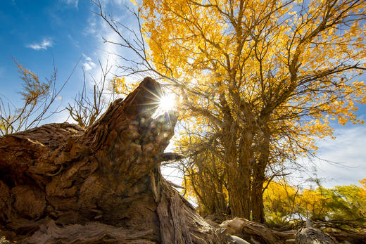 10.8确定出发【甘肃内蒙】黄河石林•龟城牧归•巴丹吉林沙漠粉红湖•额济纳胡杨林8天 商品图7