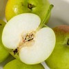 【丁香梨】拍3斤送2斤到手5斤 个头小巧玲珑 甜脆多汁 入口化渣 果肉细腻 现采现发 商品缩略图5