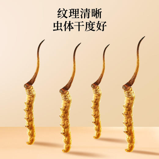 雷允上冬虫夏草20g/盒 商品图6