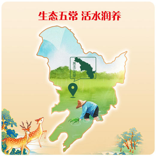 金龙鱼天赋五常 五常大米5kg（10斤装） 商品图3