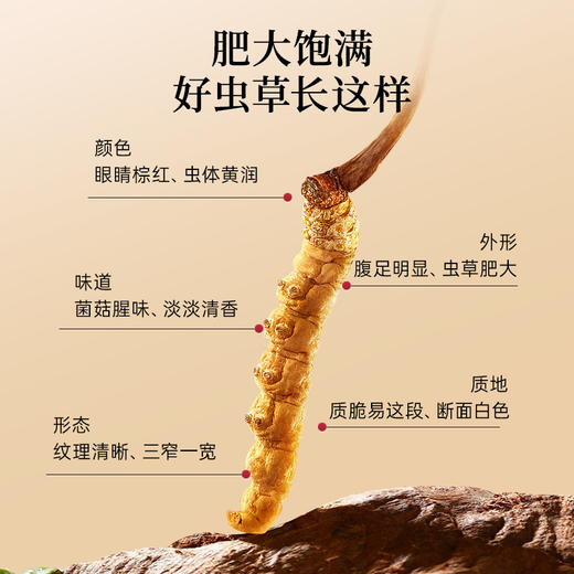 雷允上冬虫夏草20g/盒 商品图5
