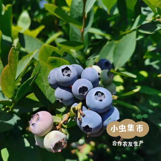 蓝莓山有机蓝莓酱 200g/罐 | 合作农友生产，产自南京，生产者：周永平 *【公平贸易农人定价】 商品图10