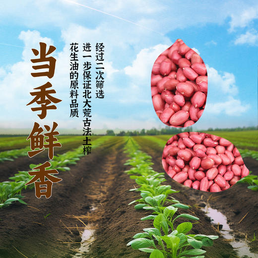 【中国农垦】北大荒古法压榨花生油（马口铁）5L 商品图3