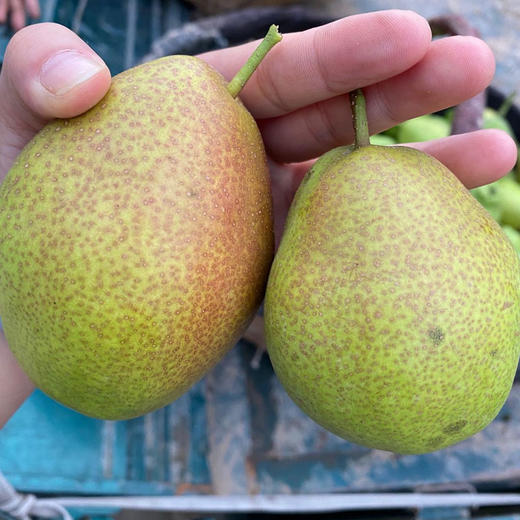 头茬现摘陕西红香酥梨果核细小，入口鲜甜爆汁 商品图3