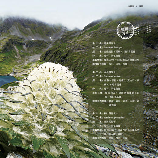 《喜马拉雅的种子》 商品图11