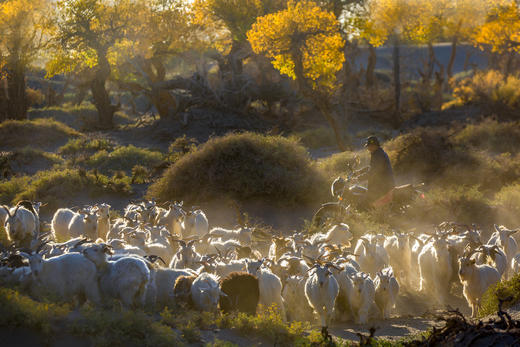 10.8确定出发【甘肃内蒙】黄河石林•龟城牧归•巴丹吉林沙漠粉红湖•额济纳胡杨林8天 商品图11