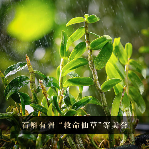 2025年【班章石斛】古寨春自主研发产品云南普洱茶云南铁皮石斛的邂逅 357g/饼 商品图9