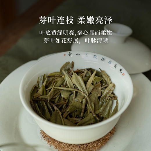 「北路白茶」24木白 福鼎白茶白牡丹2024年新茶紧压饼茶100g 商品图4