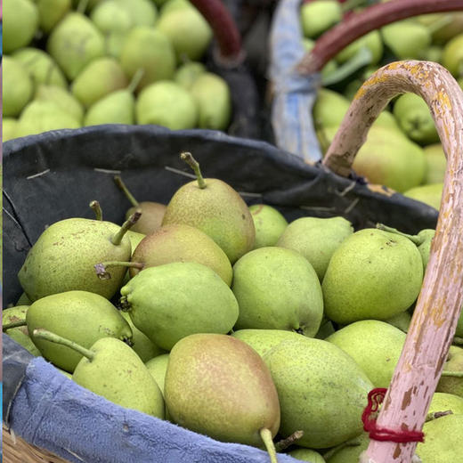头茬现摘陕西红香酥梨果核细小，入口鲜甜爆汁 商品图5