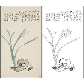 于非闇花鸟工笔画白描底稿《水仙拳石》临摹勾线高清打印稿FA10