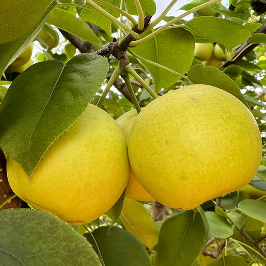 【丁香梨】拍3斤送2斤到手5斤 个头小巧玲珑 甜脆多汁 入口化渣 果肉细腻 现采现发 商品图1