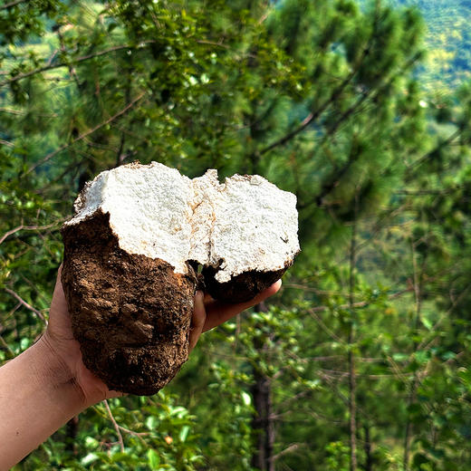 『云南山货』茯苓+黄芪+麦冬+三七+党参+太子参+乌天麻 商品图2