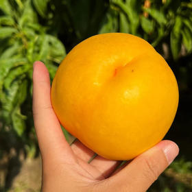【顺丰发货】现摘现发 | 芒果黄桃/山西黄金油桃 家庭装/礼盒装  4.5斤/8.5斤