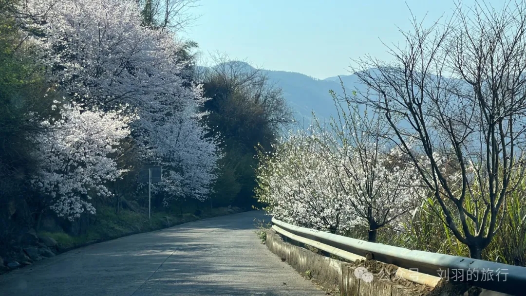 4月份，6条踏青赏花路线推荐