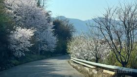 4月份，6条踏青赏花路线推荐