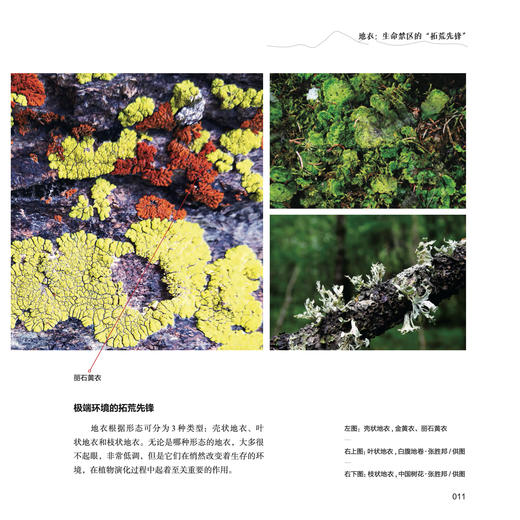 《喜马拉雅的种子》 商品图7