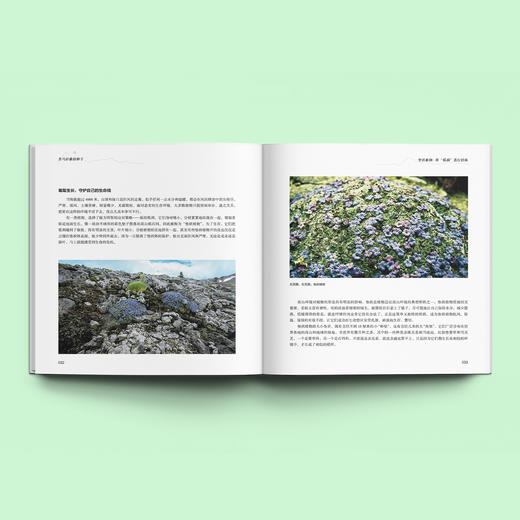 《喜马拉雅的种子》 商品图2