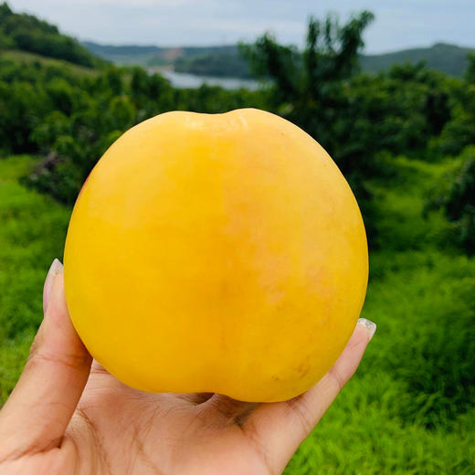 【顺丰发货】现摘现发 | 芒果黄桃/山西黄金油桃 家庭装/礼盒装  4.5斤/8.5斤 商品图5