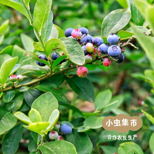 蓝莓山有机蓝莓酱 200g/罐 | 合作农友生产，产自南京，生产者：周永平 *【公平贸易农人定价】 商品图13